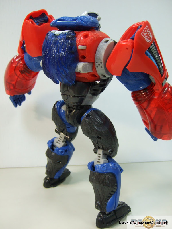 Year Of The Monkey Optimus Primal Out Of Box Show Platinum Edition Compared With Original  (28 of 50)